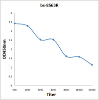 KIAA1522 antibody