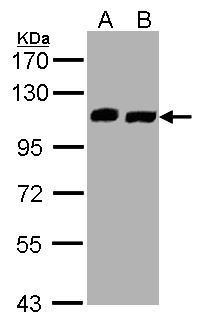 C16orf62 antibody
