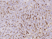 CD16b antibody [07]
