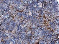 FOXP3 antibody [C3], C-term