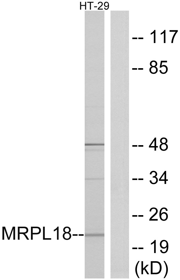 MRPL18 antibody