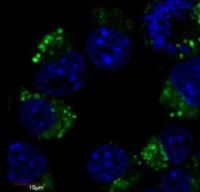 beta Tubulin 3/ Tuj1 antibody [TU-20] (FITC)