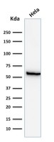 HSP60 antibody [GROEL/730]