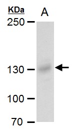 Rubicon antibody
