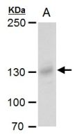 Rubicon antibody