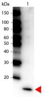 IL17F antibody (HRP)
