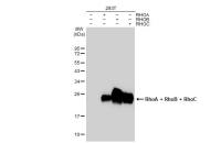 RhoA + RhoB + RhoC antibody [GT1228]