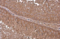 G protein alpha 13 antibody