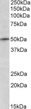 TRIM35 antibody, N-term