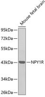 NPY1R antibody