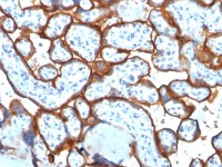 CD71 antibody [TFRC/1817]
