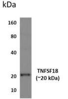 GITRL antibody [12D23]