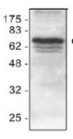 cIAP1 antibody