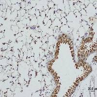 Surfactant Protein D antibody