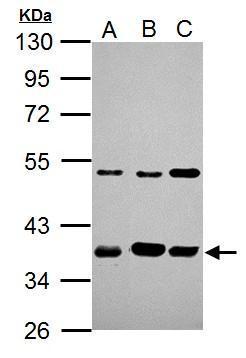 ARA9 antibody [N1C3]