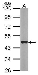 Cytokeratin 15 antibody