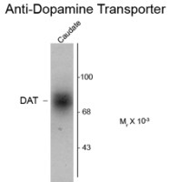 Dopamine Transporter antibody, C-Term