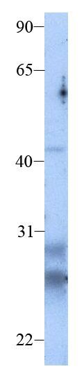 Claudin 13 antibody, C-term