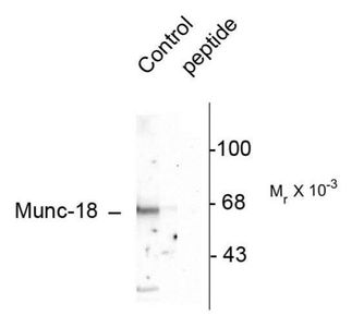 Munc18 (phospho Ser513) antibody