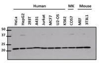 CDC42 antibody