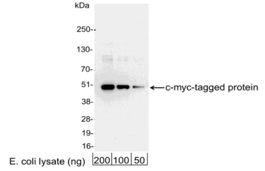 c-Myc antibody (HRP)