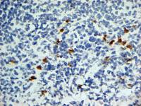 CD252 antibody [OX-89]