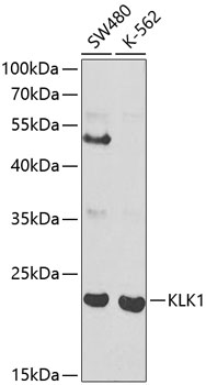 Kallikrein 1 antibody