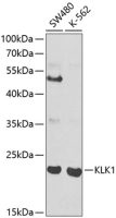 Kallikrein 1 antibody