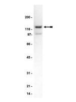 Neurabin 2 antibody