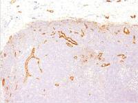 VWF antibody [VWF635]