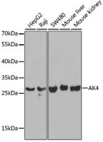 Adenylate kinase 4 antibody