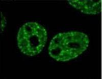 Histone H2A.XS139ph (phospho Ser139) antibody [3F2]