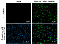Dengue virus NS3 protein antibody