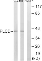 AGPAT4 antibody