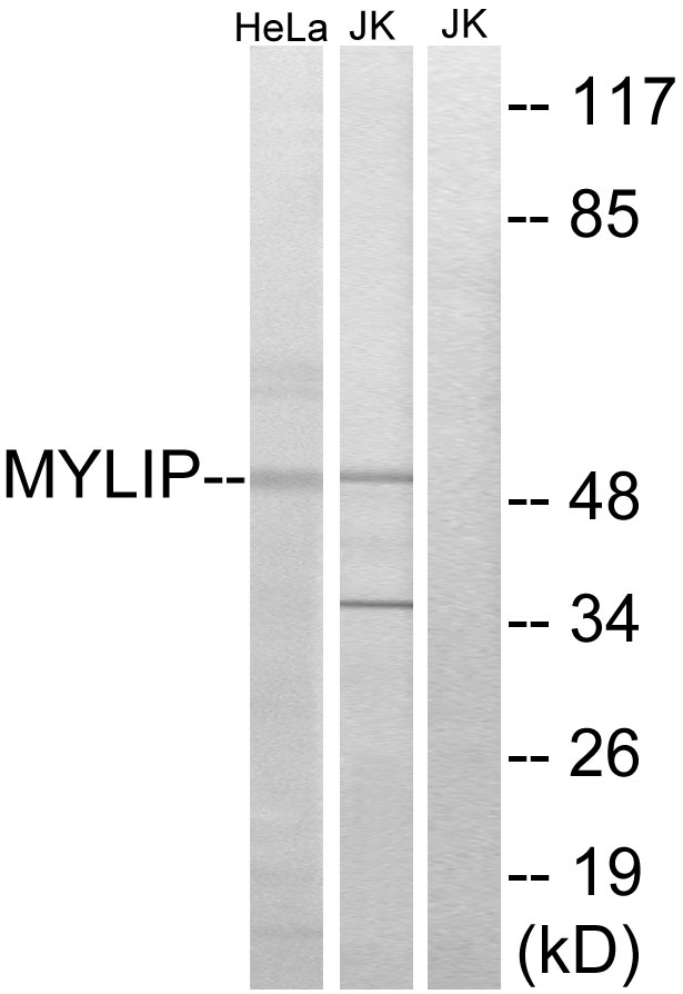 MYLIP antibody