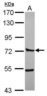 CTTNBP2NL antibody [N1N3]