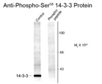 14-3-3 (phospho Ser58) antibody