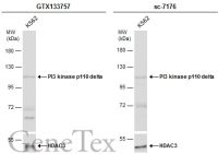 PI3 kinase p110 delta antibody