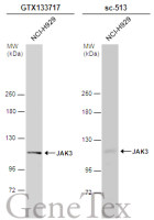 JAK3 antibody