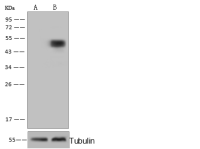 CPVL antibody