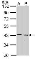 GULP1 antibody [C2C3], C-term