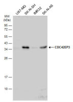 CDC42EP3 antibody