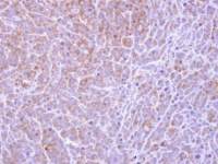 COL4A3BP antibody [C3], C-term