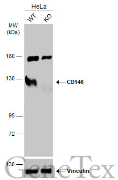 CD146 antibody [N1N3]