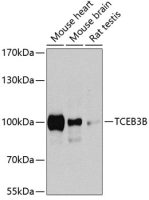 ELOA2 antibody