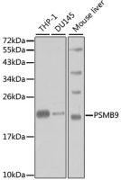 LMP2 antibody