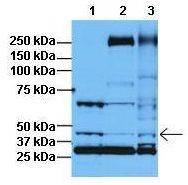 PRMT8 antibody, C-term