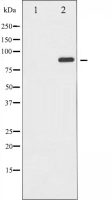 GluR2 antibody