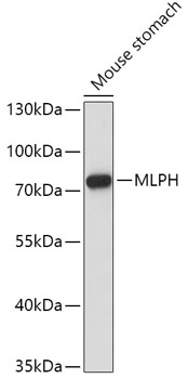 Melanophilin antibody