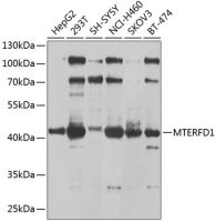 MTERFD1 antibody